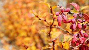 herbal-growing-roses-hd-wallpaper1600x900